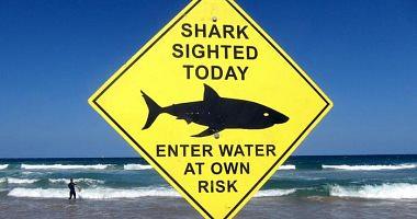 A shark attack ends the life of Amwaj in Australia