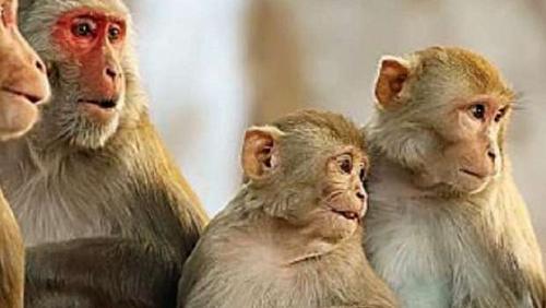 4 countries are witnessing the deployment of monkeys after appearing in Britain 3 in Africa