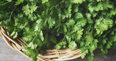 The benefits of coriander for your difficult health include improving bone health and immunity
