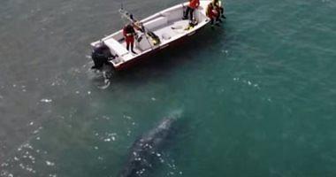 The appearance of a gray whale 8 meters off French beaches for the first time video