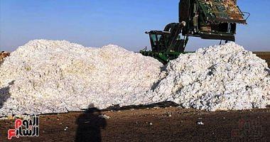 Egypt succeeds in the cultivation of short cotton staple and produces 15 quintals per feddan pictures