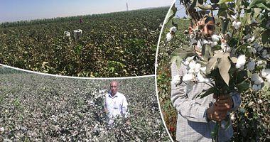 5 Information on the circulation of cotton trading mechanism in all provinces