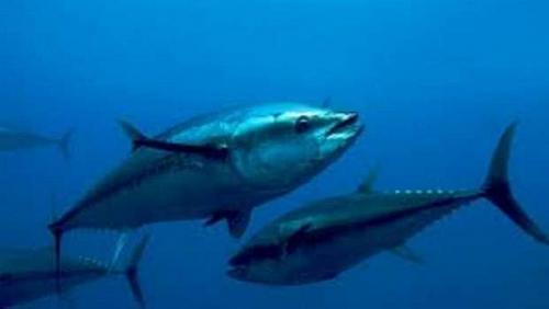 Agriculture illustrates the specifications required to fishing blue tuna