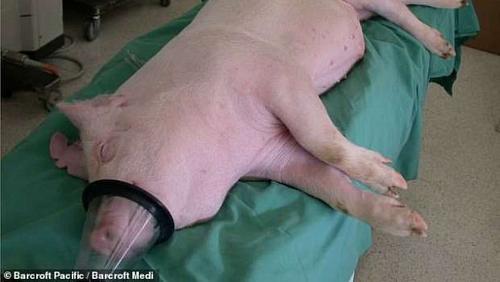 A kidney professor reveals 6 information on the cultivation of a pig college for man good results