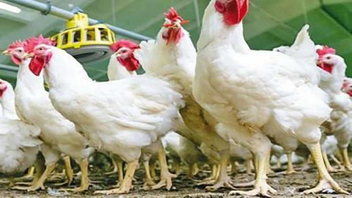 Poultry prices continue to rise and the President of the Division China reason