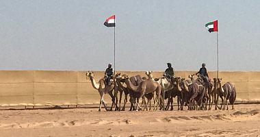 The Camel Racing Festival is launched in the northern coast shortly after video and photos