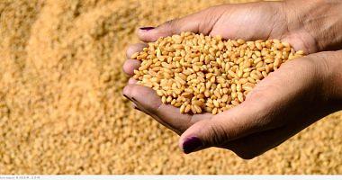 Egypts wheat imports fall for $ 255 million in April