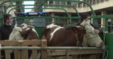 $ 17 million Imports of Egypt from live cows in March