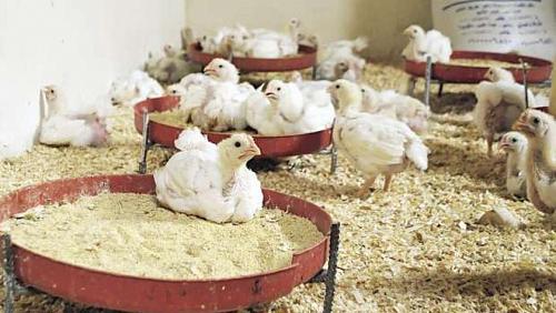 Poultry prices on Wednesday 1182021 in Egypt