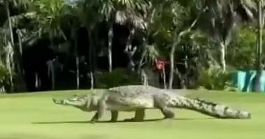 Crocodile storms a golf course in Mexico Video