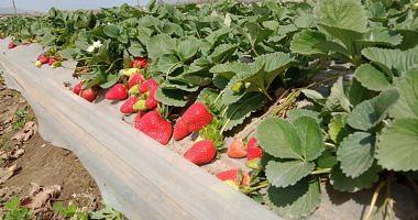 100 million pounds Egyptian strawberry exports in just one month