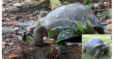A terrifying scene for a giant tortoise attacking a bird and feeding him video