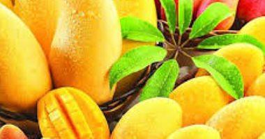The benefits of mango during pregnancy are protected from pregnancy and embryos