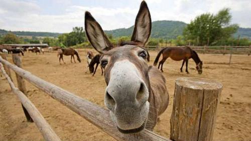 With the approaching Eid al Adha I know the penalty for selling donkey meat to citizens