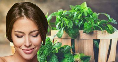 Natural recipes of mint for skin care manor and unified color