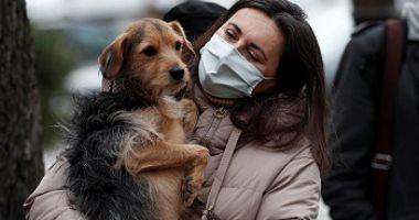 Study Pet Dogs Do not Move Corona Virus