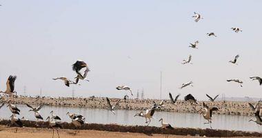 Watch the swarms of migratory birds in the area of oxyde lakes in Sharm El Sheikh