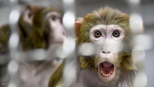 Invitations in Britain to confront the monkeys before turning into an epidemic