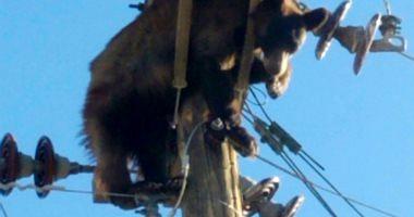 A bear stuck in a power pillar causes power cuts in Arizona