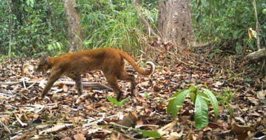A sudden appearance of the golden cat threatened with extinction in Cambodia I know the story