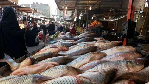Fish Division warns of 8 toxic varieties sold in Suez Alexandria and Damietta