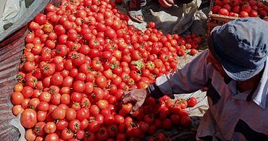 The Chamber of Commerce decreased tomato prices gradually thanks to increased supply