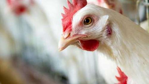 Poultry Stock Exchange prices Sunday 1652021 in Egypt