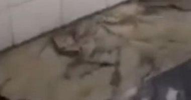 A snake walks inside a hospital in Iraq and visitors are trying to kill him with video shoes