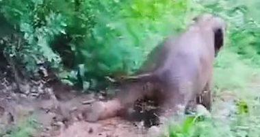 Fun elephant enjoys sliding on mud in the rainy forest in China video and photos