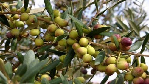 Agriculture shows the causes of wilt of olive fruits Far from physiological thirst