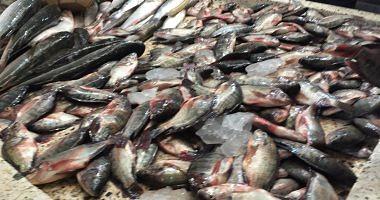 Learn about fish prices in the crossing market for the wholesale