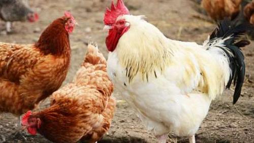 Poultry prices on Tuesday 2072021 in Egypt