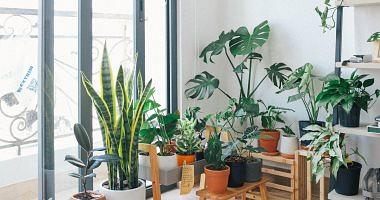 Know the types of plants suitable for each room inside the house for a beautiful and healthy house