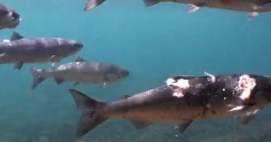 Video shocking salmon is exposed to burns in the Columbia River in America