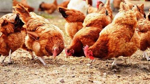 Poultry prices on Monday 2792021 in Egypt