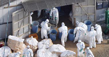 A new bird flu in Japan and the authorities execute about 40000 chickens