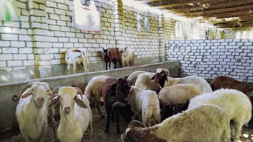 Reduced prices of catering for Eid meat 90 pounds for live sheep video