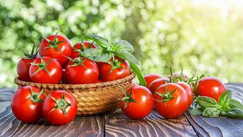 Tomato prices on Monday November 8 2021 higher 50 piasters per kilo