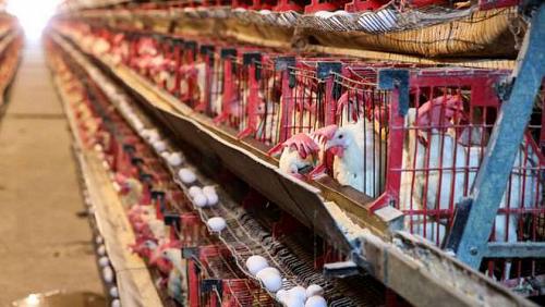 Stability of egg prices today and low munish poultry and red