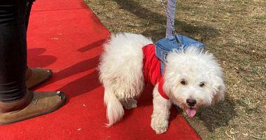 Carnival for dogs in Lagos and school bags to raise awareness and care