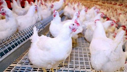 White poultry prices today Friday 2392022 in the local markets