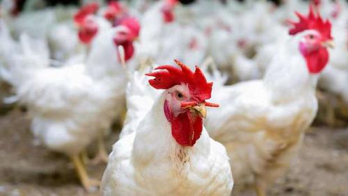 Poultry Stock Exchange Thursday 3092021 in Egypt a slight rise in prices
