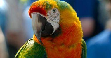 Shikulats parrot kidnapping a tourist camera in New Zealand and tried to eat video