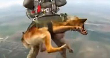 Russia trains dogs on paragliding jump from the height of 4 thousand meters and pictures