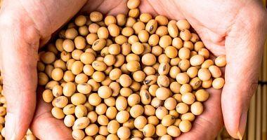 5 alternative foods for meat can provide you with protein highlighted soy