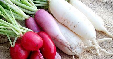 His radish benefits made miracles in weight loss in the winter season