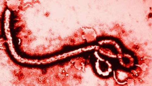 New appearance for Ebola Balcongo after 5 months of disease end