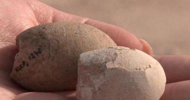 160 eggs were found in Argentina 85 million years old