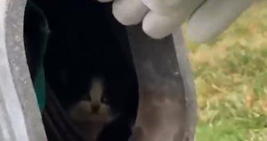 Watch a cat from inside a lighting column in Lincoln American