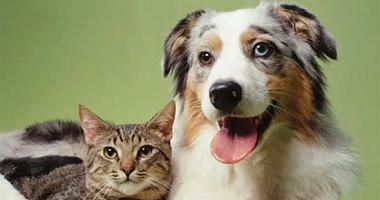 Should dogs and cats are vaccinated with Corona vaccines